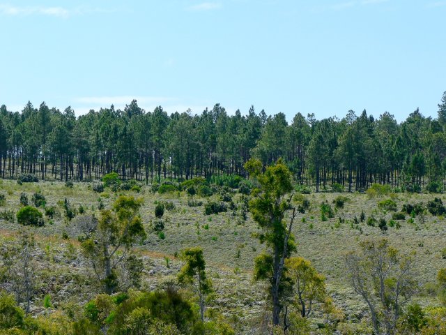69- Plantations de pins 